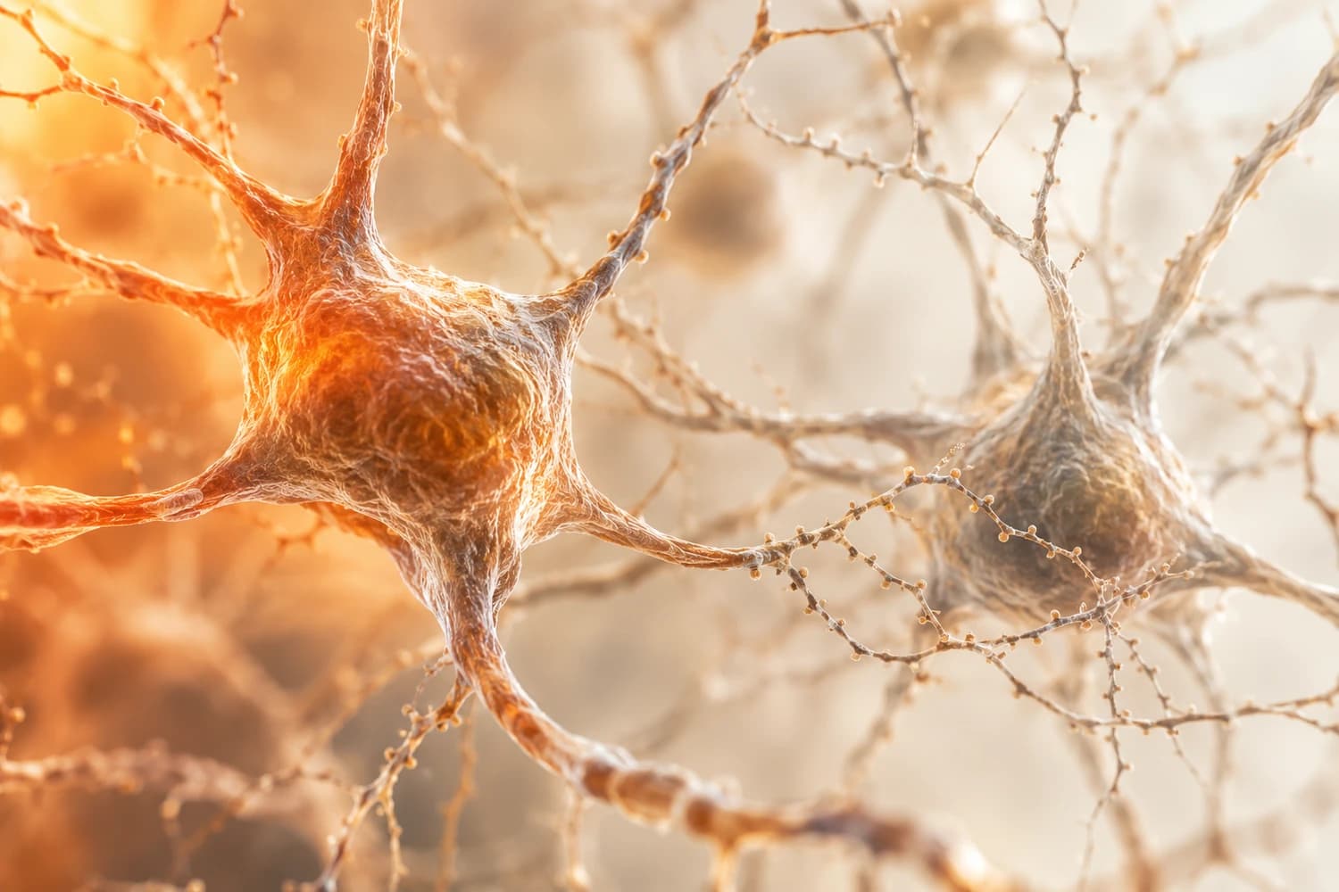 Close-up of branching nerve cells illuminated by warm orange light.