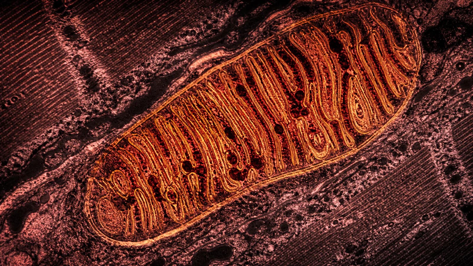 False-color microscopy-style view of a mitochondrion and its folded cristae inside skeletal muscle tissue.