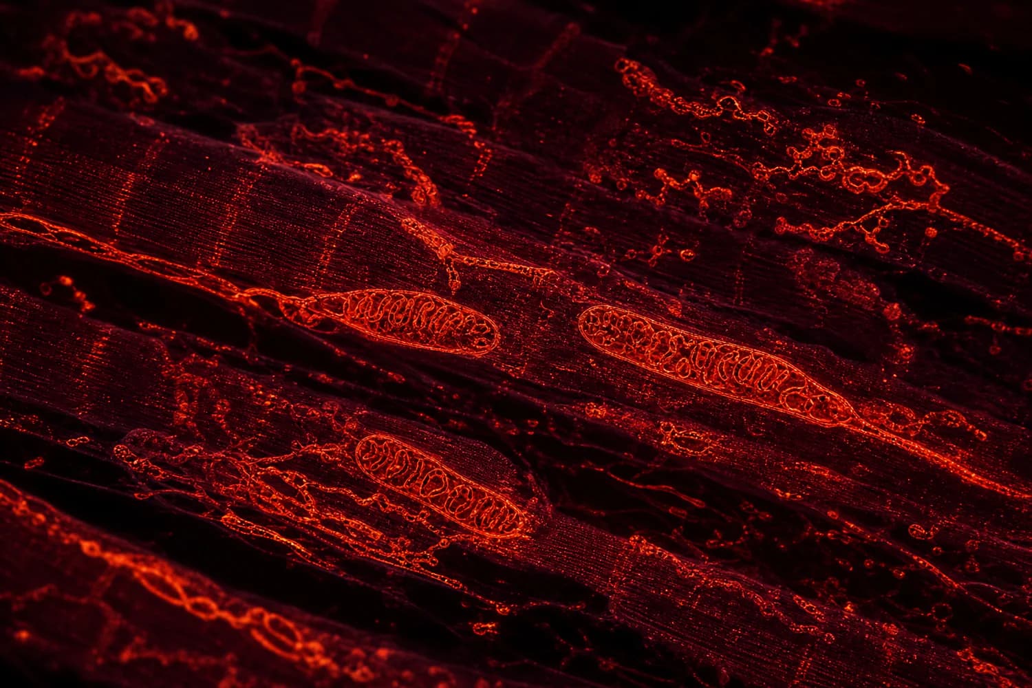 False-color microscopy-style view of multiple mitochondria distributed between skeletal muscle fibers.